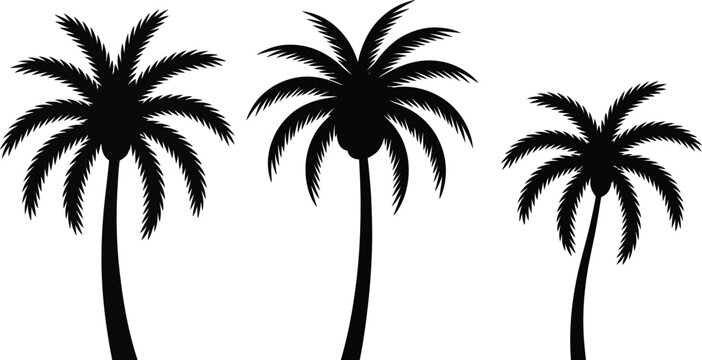 Palm tree silhouette vector illustration set featuring three tropical coconut palms isolated on white background for summer vacation design.