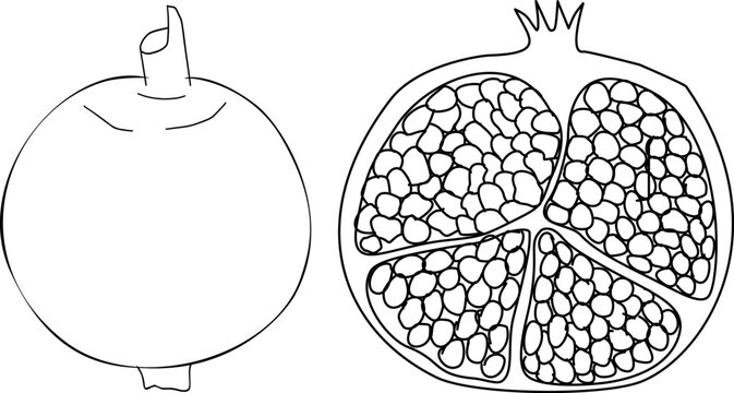 Pomegranate fruit cut in half line art sketch. Hand drawn detailed garnet vector icon.