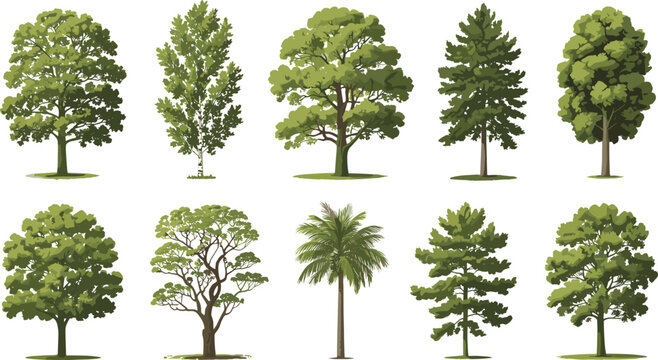 Tree vector set with realistic green summer trees isolated on white background for landscape design