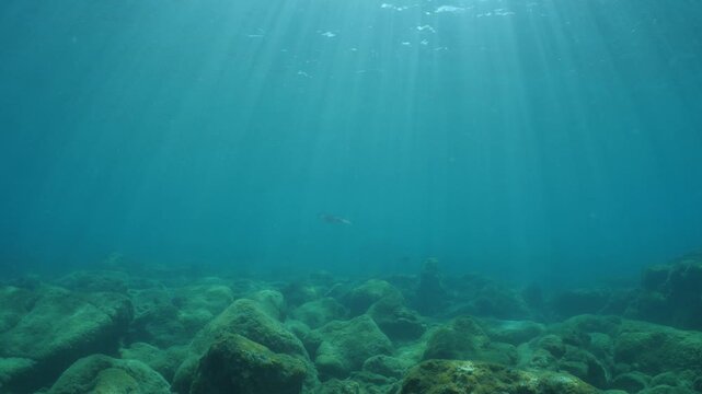 squid  underwater  calamari drifting and swimming underwater close and slow ocean scenery animal cephalopod : Decapodiformes loligo vulgaris