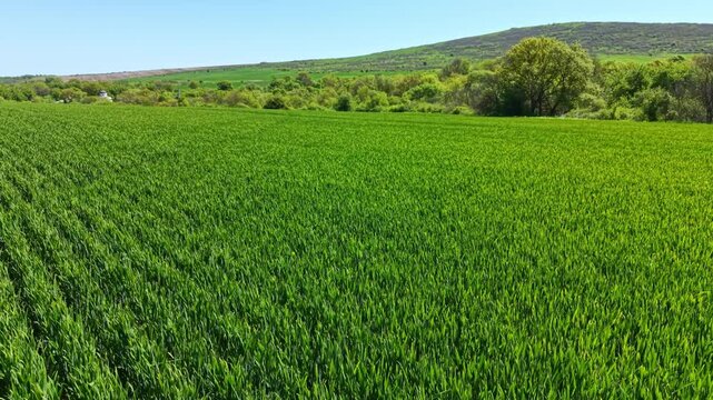 Wheat field spreads across the land with green plants reaching for the sun. Blue sky and green hills provide a natural backdrop on this bright day.
