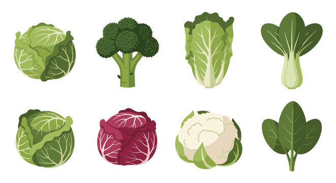 Selection of various healthy green vegetables including broccoli, cauliflower, cabbage, and bok choy for a nutritious diet.
