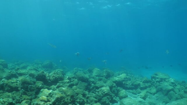 loligo calamar scenery underwater with sun beams and sun rays swim slow  cephalopod sepioteuthis lessonia