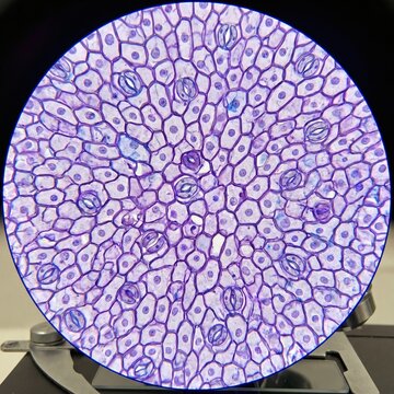 Illustrative image of humans epithelial cells viewed through a microscope 
