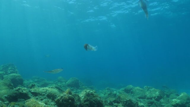 squid  underwater  calamari drifting and swimming underwater close and slow ocean scenery animal cephalopod : Decapodiformes sepioteuthis lessoniana
