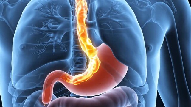 Human Digestive Anatomy with Highlighted Gastrointestinal System and Internal Organs Medical Visualization.