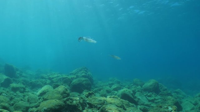 squid  underwater  calamari drifting and swimming underwater close and slow ocean scenery animal cephalopod : Decapodiformes sepioteuthis lessoniana