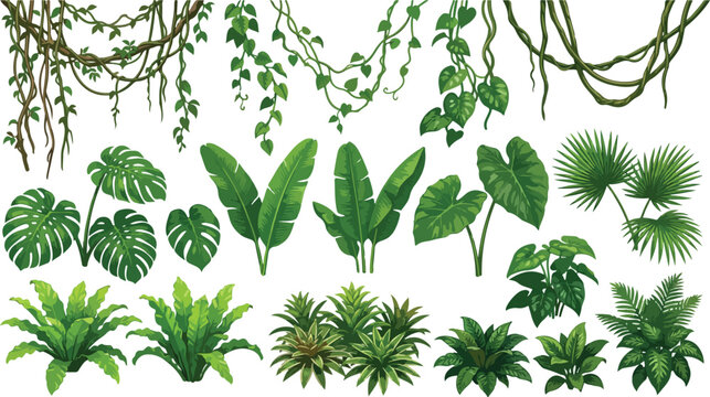 Tropical jungle leaves and hanging liana vines set, exotic botanical plant collection, green monstera and palm foliage vector illustrations