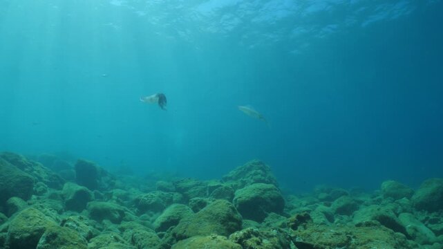squid  underwater  calamari drifting and swimming underwater close and slow ocean scenery animal cephalopod : Decapodiformes sepioteuthis lessoniana