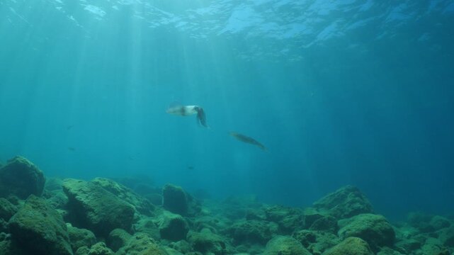 squid  underwater  calamari drifting and swimming underwater close and slow ocean scenery animal cephalopod : Decapodiformes sepioteuthis lessoniana