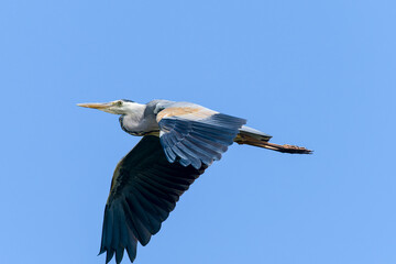 Graureiher im Flug © Karin Jähne