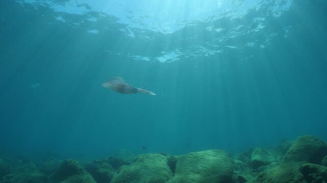 squid  underwater  calamari drifting and swimming underwater close and slow ocean scenery animal cephalopod : Decapodiformes sepioteuthis lessoniana