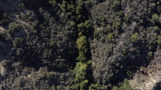 Top Down of Corbin Canyon Park Woodland Hills Los Angeles California Drone 