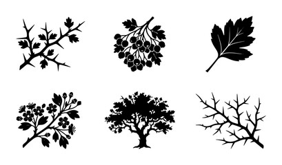 Botanical Vector Silhouettes: Hawthorn Tree, Branches, Leaves, and Berries, Decorative Floral Elements for Nature Designs © Shakhawat