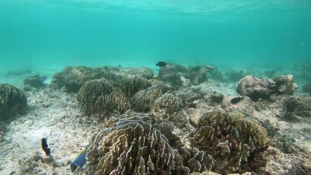 Blue coral (Heliopora coerulea) is a species of colonial coral. It is the only octocoral known to produce a massive skeleton.