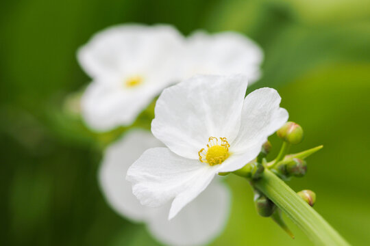 A close-up view of the flowers of the Aquarius cordifolius plant (B&aacute;ch Thủy Ti&ecirc;n). 
