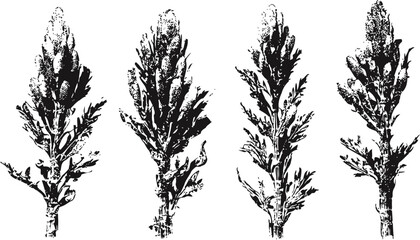 Fototapeta premium Set of four black silhouette botanical illustrations of wild herbs with detailed leaves patterns