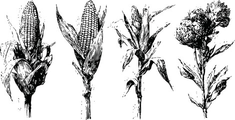 Fototapeta premium Four stages of corn plant growth botanical black and white illustrations of maize development from ear to tassel and leaves