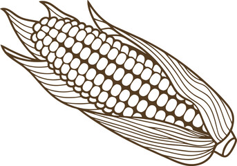 Fototapeta premium Detailed monochrome illustration of a corn ear with husk, natural farm produce design