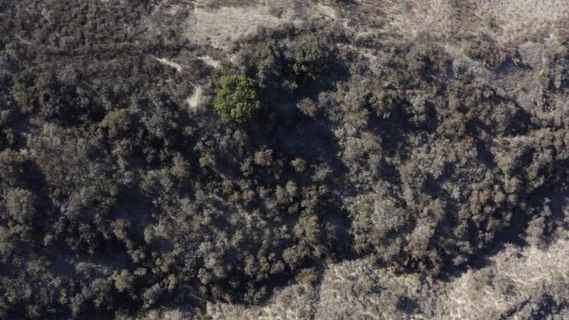 Top Down of Corbin Canyon Park Woodland Hills Los Angeles California Drone 