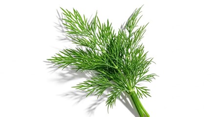 Fototapeta premium Fresh green dill herb plant with leafy stems on white background