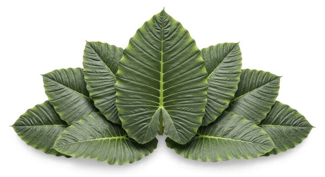 Large green leaves arranged in a circular pattern on white background