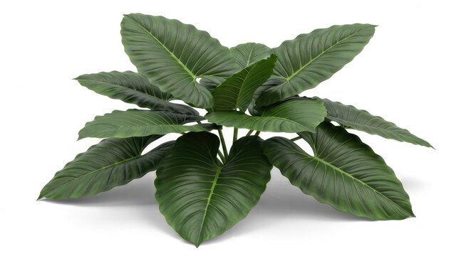 Large green plant with big leaves on white background