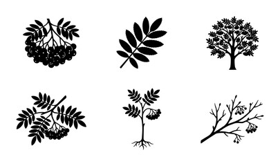 Rowan Berry Tree Icons, Autumn Foliage Vector Set, Botanical Elements Collection for Nature Design © Shakhawat