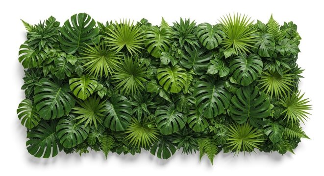 Lush green tropical plants with large leaves on a white background