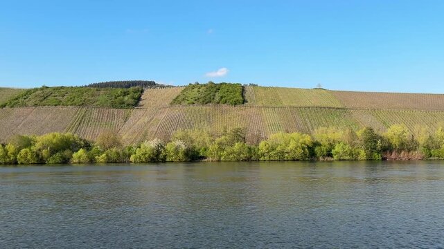 Scenic landscape view of vineyards on the banks of the Moselle River with rows of vines in the early stages of growth in springtime. No people. 