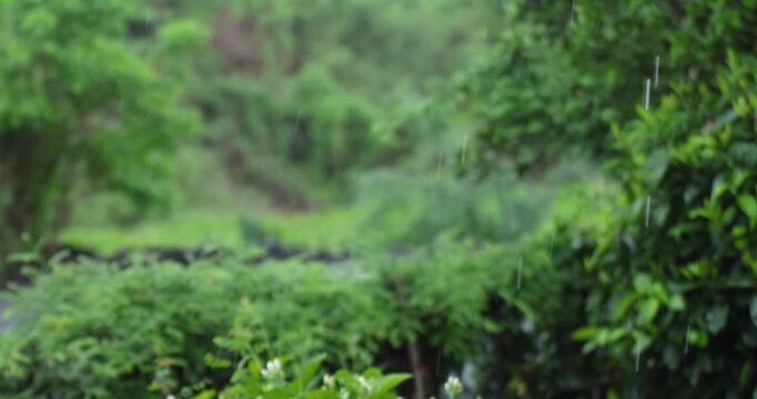 Gentle rain falling over lush green nature with a calm and refreshing atmosphere. Rainy season background, relaxation, environment, and natural serenity