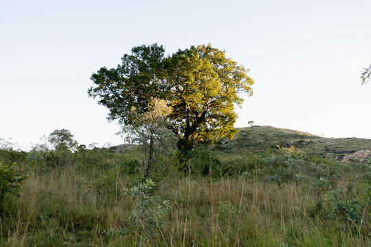 Vue du Parc Kruger en Afrique du Sud