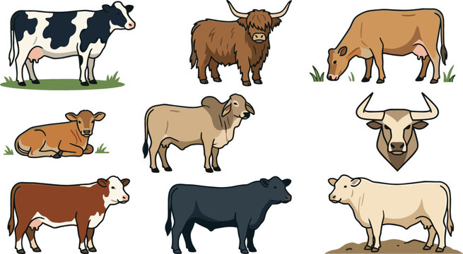 Collection of farm cow vector illustrations featuring dairy cattle, bulls, calves and grazing livestock animal designs isolated on background