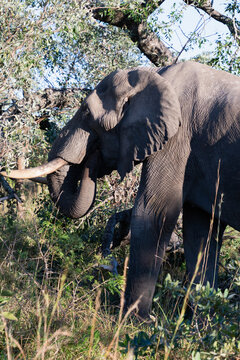 Portrait &eacute;l&eacute;phant au Parc Kruger en Afrique du Sud
