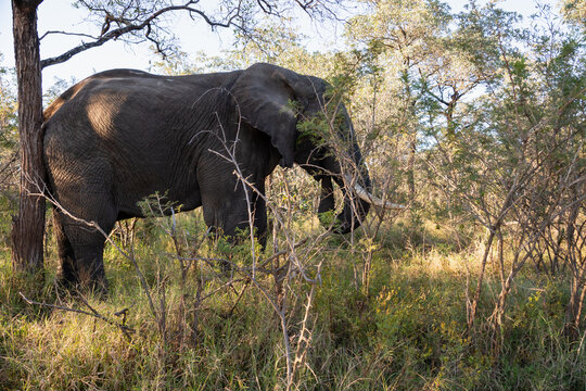 El&eacute;phant en Afrique du Sud