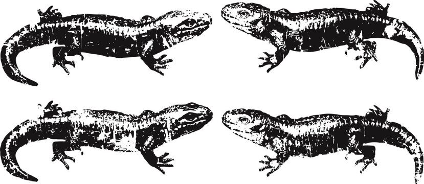 Vintage black and white salamander illustrations set four detailed amphibian sketches in profile retro scientific animal drawings