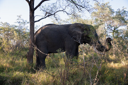 El&eacute;phant en Afrique du Sud