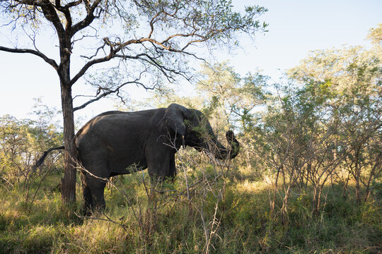 El&eacute;phant en Afrique du Sud