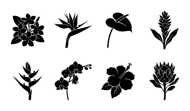 Tropical Flower Silhouettes Vector Set: Exotic Botanical Illustrations for Design, Hibiscus, Orchid, Protea, Anthurium, Ginger, Bird of Paradise, Plumeria