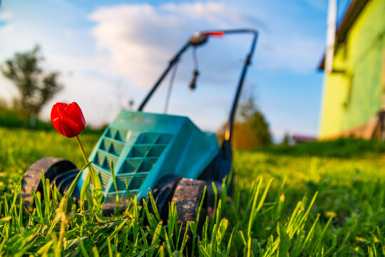 A flower, a red tulip, grew in front of the lawnmower. The feeling that the mower did not have the courage to delet a flower. evening flooded with warm sunlight. In the back is a house and blue sky.
