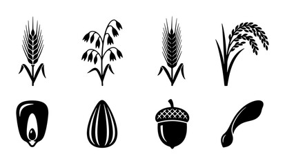 Grain and Seed Icons Set: Wheat, Oats, Rice, Corn, Sunflower Seed, Acorn, Maple Seed Vector Graphics for Agriculture and Food Industry © Samira