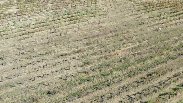 Vineyards in Autumn Paso Robles California Drone Aerial View