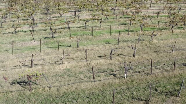 Vineyards in Autumn Paso Robles California Drone Aerial View