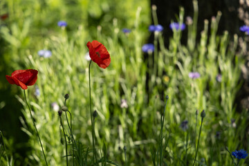 Naklejka premium Red Poppies Backlit on Dark Background
