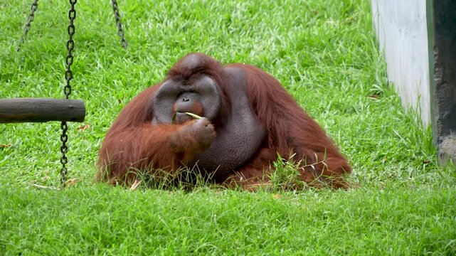 A Bornean Orangutan sits on green grass, eating leaves in a conservation area.