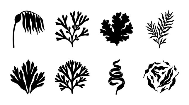 Set of 8 Black Seaweed Silhouettes, Marine Algae Vector Icons, Ocean Plant Graphics for Nature Designs