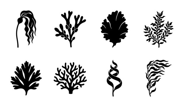 Set of 8 Black Seaweed Silhouettes, Marine Algae Vector Icons, Ocean Plant Illustrations, Underwater Flora Graphics