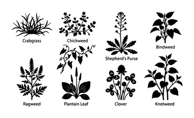 Botanical Vector Icons: Crabgrass, Chickweed, Shepherd's Purse, Bindweed, Ragweed, Plantain Leaf, Clover, Knotweed Illustrations © Abul