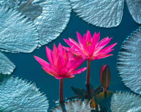 Vibrant Pink Water Lilies Blooming in a Serene Teal Pond