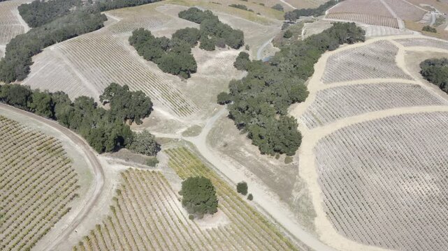 Vineyards in Autumn Paso Robles California Drone Aerial View